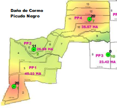 Daño de Picudo Negro