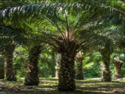 Extractoras de Aceite